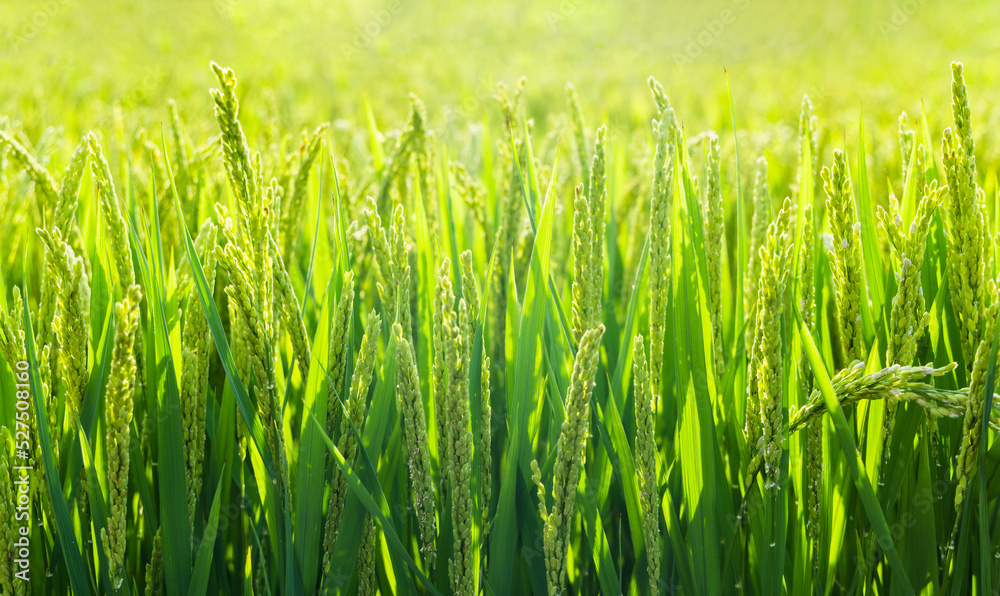 green wheat and rice field in summer