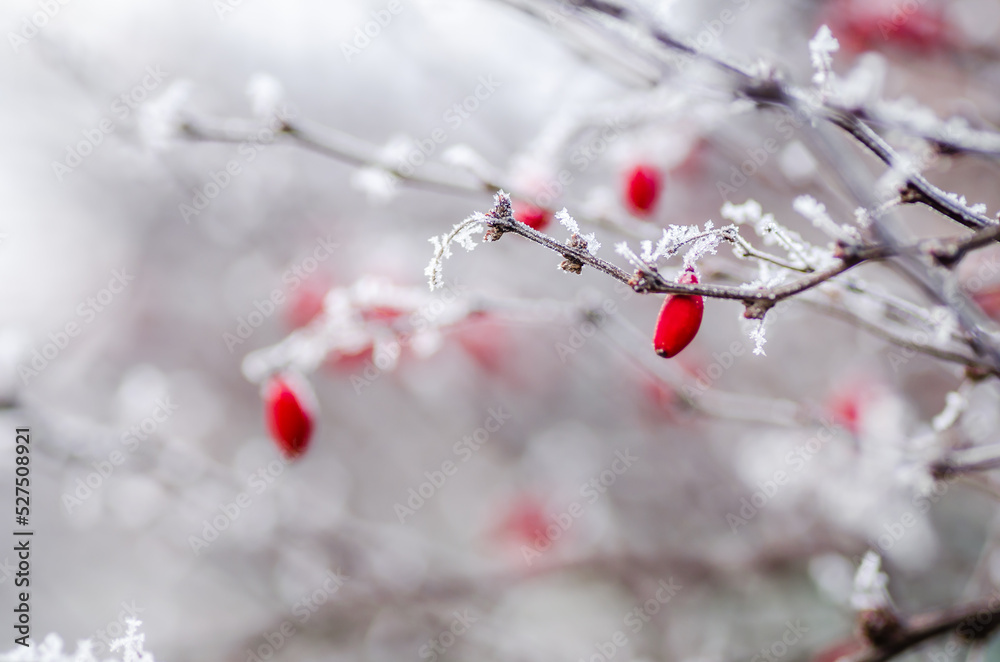 Red rosehip berries on bush in snow. Rosa canina plant Red rosehip berries on bush in snow. Rosa canina plant