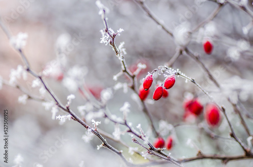 Red rosehip berries on bush in snow. Rosa canina plant