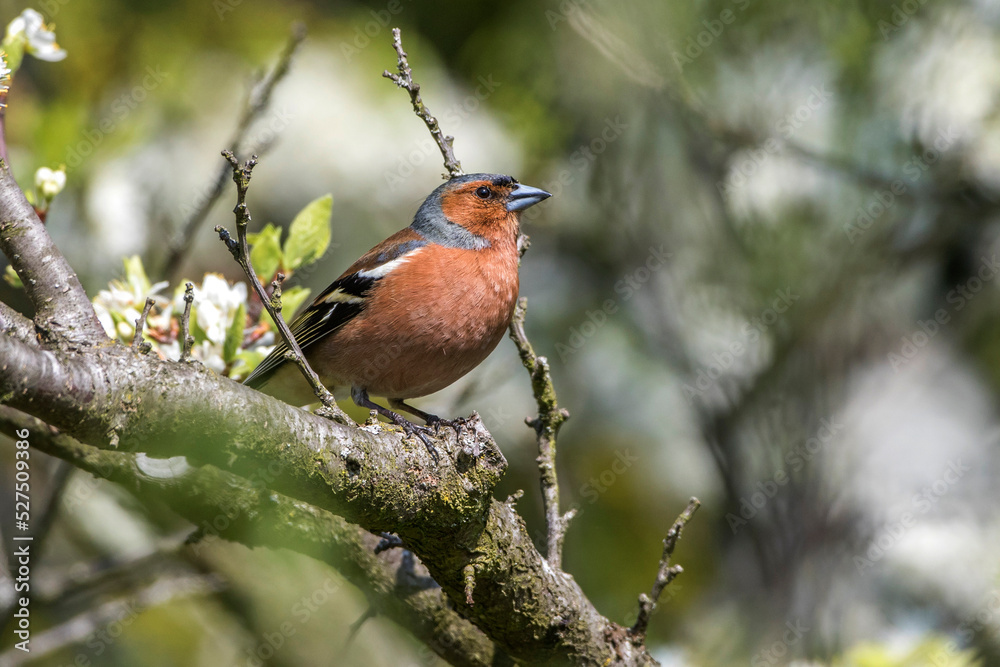 Buchfink (Fringilla coelebs) Männchen Buchfink (Fringilla coelebs) Männchen