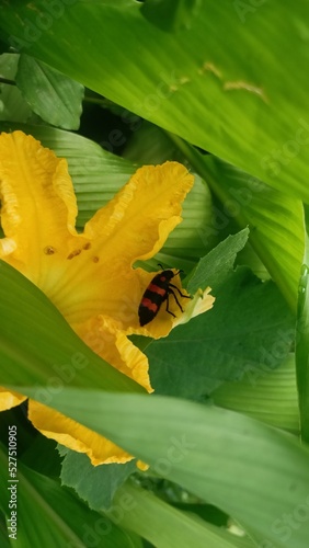 yellow flower on the pond