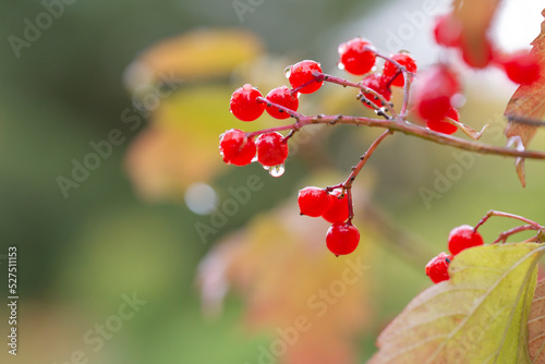 Bright red viburnum berries on branches in autumn. Medicinal plant.