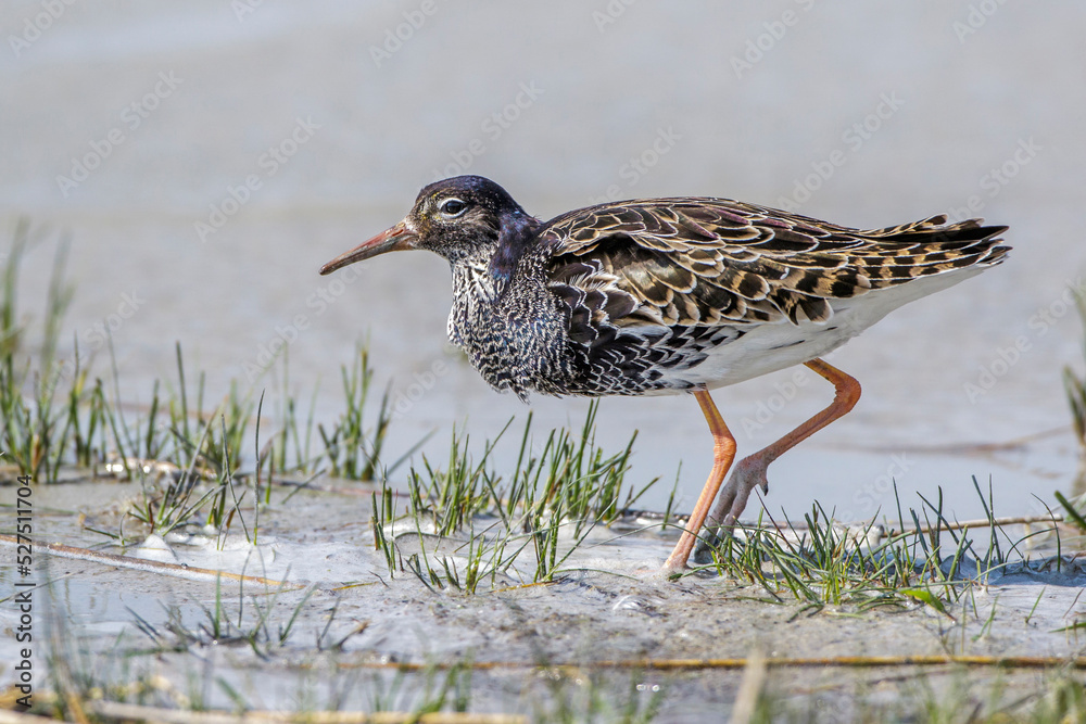 Kampfläufer (Philomachus pugnax) Männchen Kampfläufer (Philomachus pugnax) Männchen