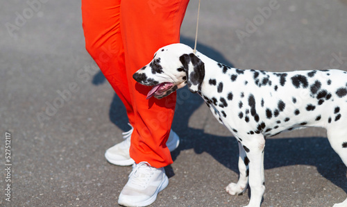 Dolmatian dog puppy walks on a walk along the city street on a leash with his mistress. photo