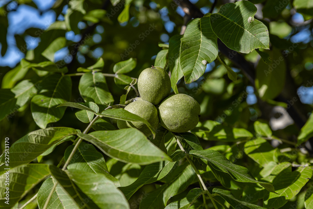 Walnuts close up photography, Fruits among the leaves on a branch, polish orchards, healthy polish food, close up photography, Poland Walnuts close up photography, Fruits among the leaves on a branch, polish orchards, healthy polish food, close up photography, Poland