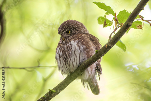 Sperlingskauz (Glaucidium passerinum)