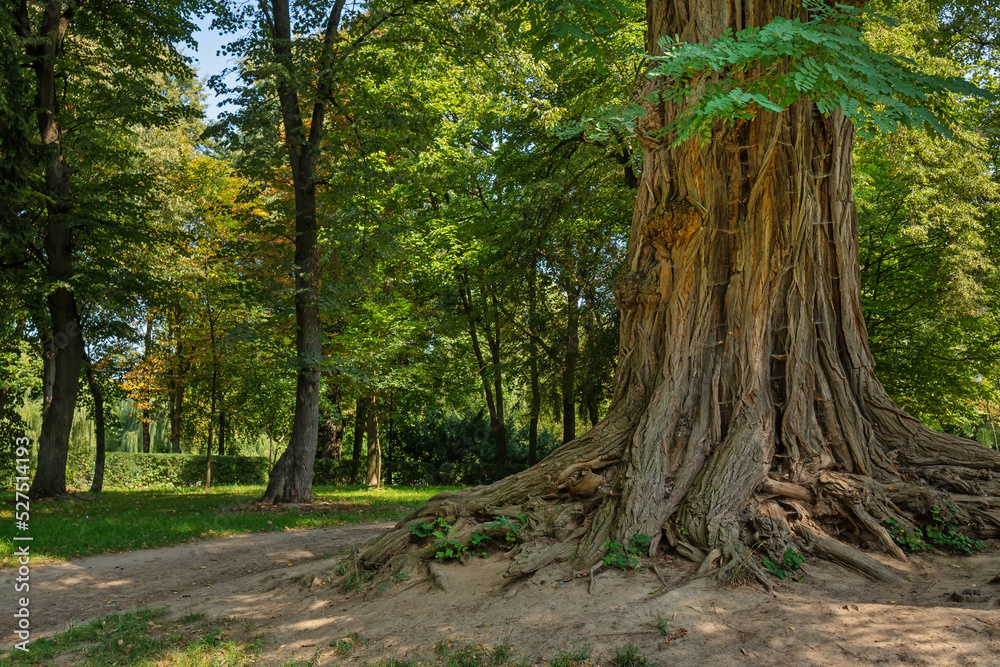 Fototapeta premium A wide trunk of a large tree and green leaves in a city garden on a summer sunny day