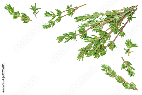 fresh thyme isolated on a white background, Top view with copy space for your text. Flat lay