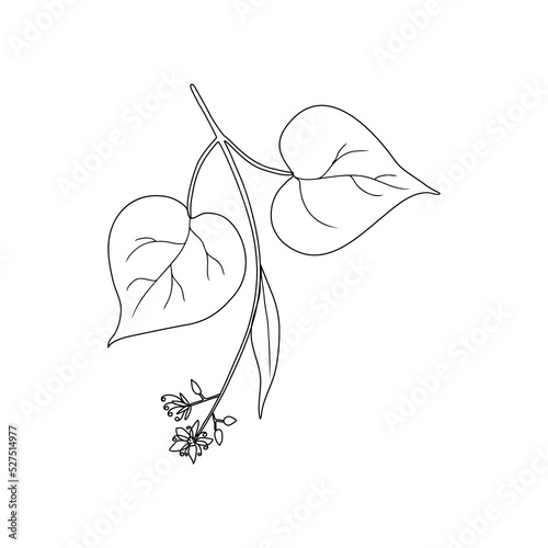 Linden flower brunch, decorative graphic basswood vector hand drawn ink illustration isolated on white, honey wild flower, line art doodle sketch for design herbal tea, cosmetic, natural medicine
