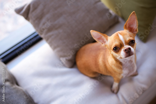 Top view of Chihuahua dog looking at camera on pillows on windowsill 