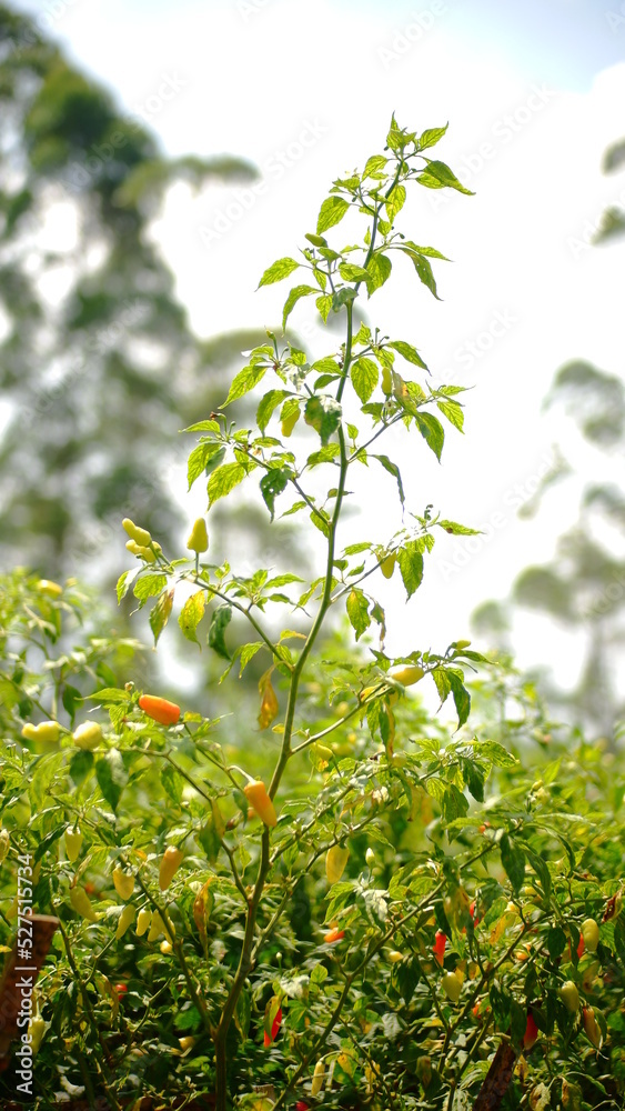 Fototapeta premium Chili tree bearing fruit in the garden