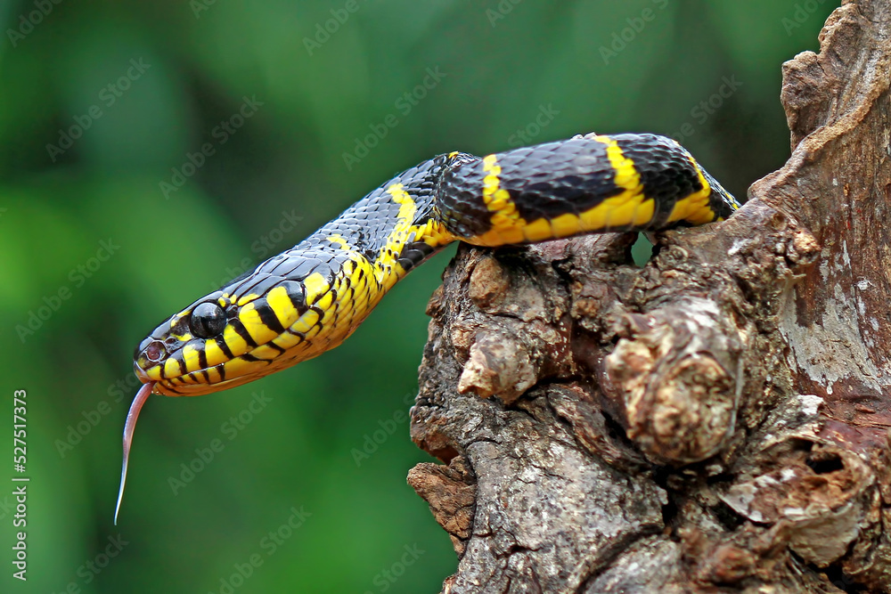 Boiga Dendrophila, Yellow Ring Snake ont he branch Boiga Dendrophila, Yellow Ring Snake ont he branch
