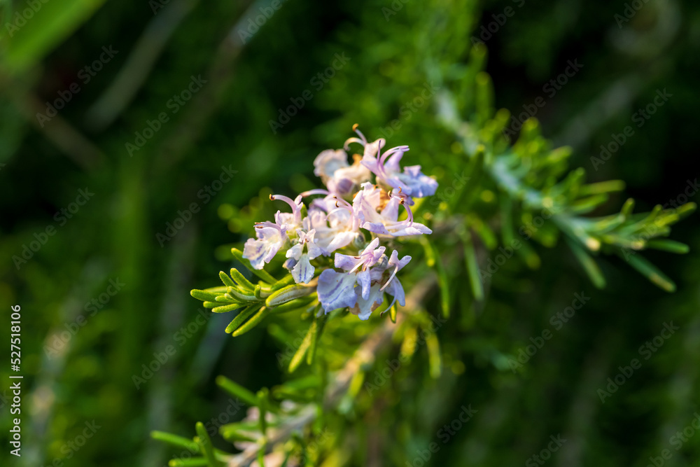 Beautiful Macro violet flowers of rosemary Beautiful Macro violet flowers of rosemary