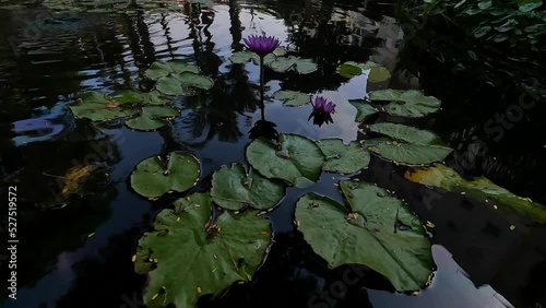 water lily in the pond