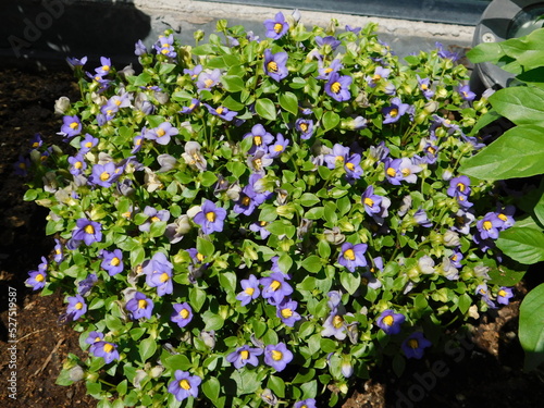 Persian violet, or Exacum affine plant with flowers photo