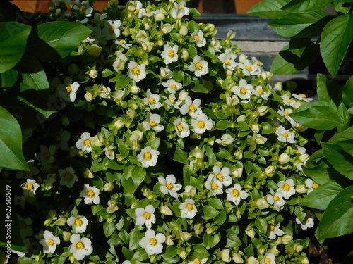 Persian violet, or Exacum affine plant with flowers photo