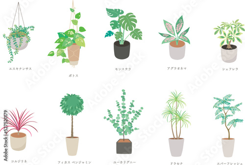 観葉植物セット