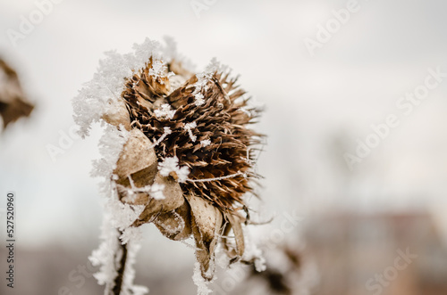 A frozen, dried flower sunflower covered in snow. Dried sunflower frozen and covered with snow in the field at the beginning of December, Novi Sad, December 2016.