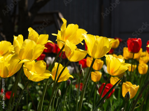 Fototapeta Naklejka Na Ścianę i Meble -  Yellow and red tulips flowering in backyard in sunny day.