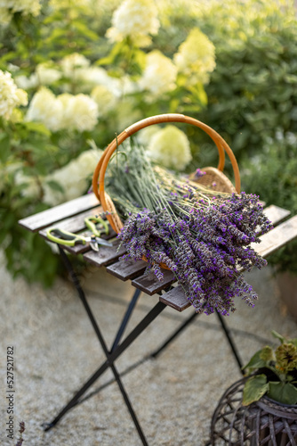 Freshly picked lavender at basket on table in the garden