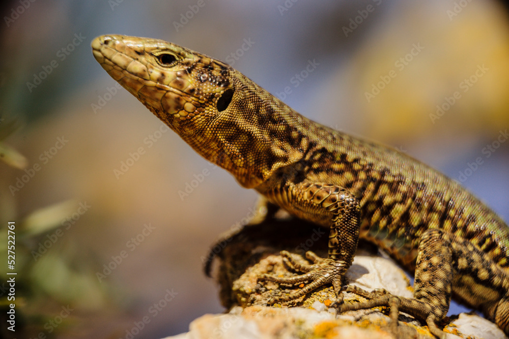 Sargantana, Podarcis lilfordi giglioli. Parque natural de Sa Dragonera. Isla Dragonera. Sierra de Tramuntana. Mallorca. Islas Baleares. Spain. Sargantana, Podarcis lilfordi giglioli. Parque natural de Sa Dragonera. Isla Dragonera. Sierra de Tramuntana. Mallorca. Islas Baleares. Spain.