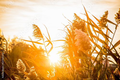 Autumn scenery. Beautiful gold fall in forest. all about autumn trees,flowers,grass etc