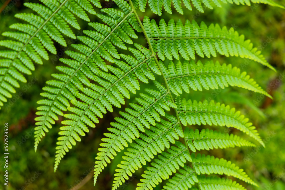 Green fern tree growing in forest Green fern tree growing in forest