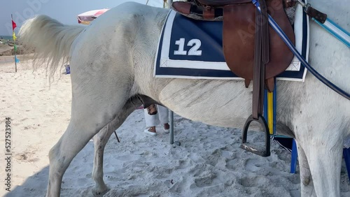 White horse relaxing and pee on sand under shade on windy sunny day. Colorful umbrella and tourist walking on beach in background