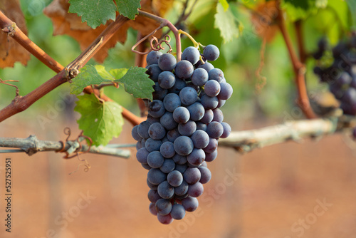 Racimo de uva de la variedad Manto Negro (variedad autóctona de Mallorca para la elaboración de vino tinto), en estado de maduración colgando de la vide en un viñedo de Algaida, en Mallorca. photo