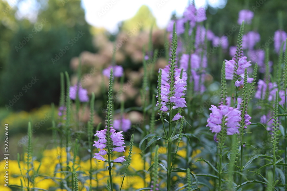Obraz premium Physostegia virginiana. Violet flowers of false dragonhead, obedient plant.