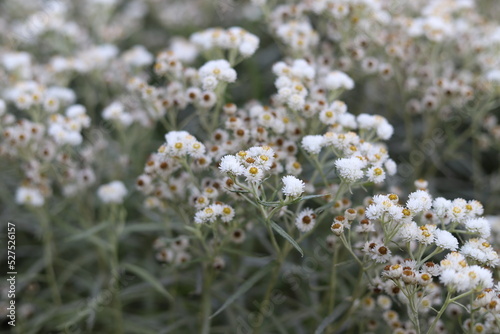 фотографія Anaphalis margaritacea