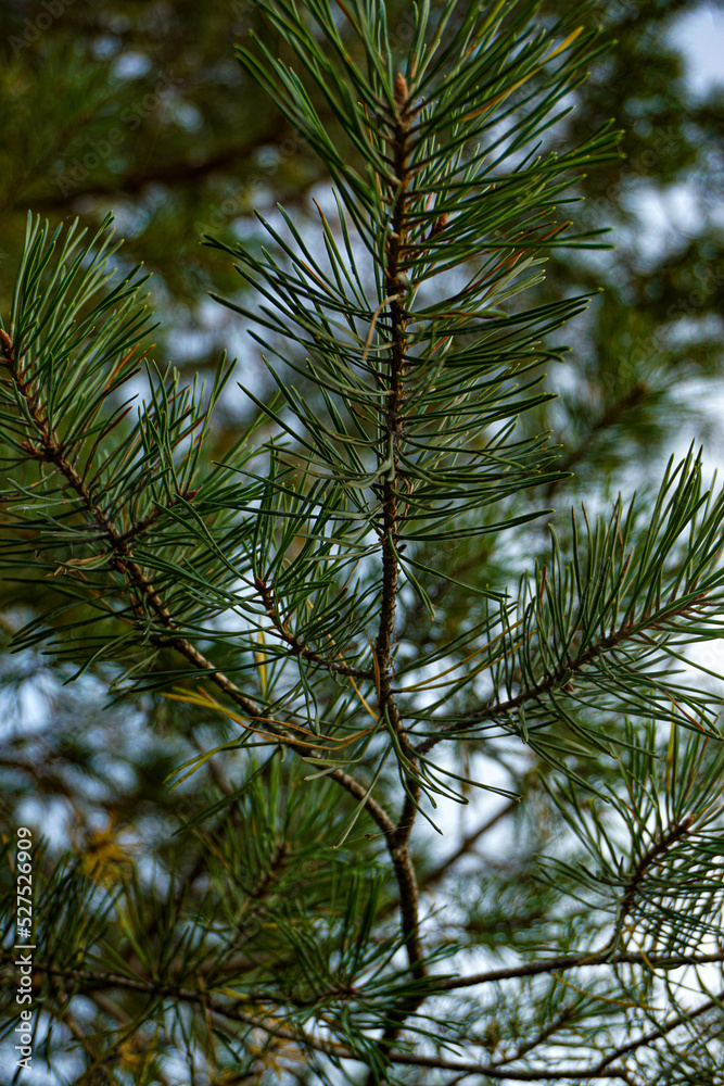 pine branch