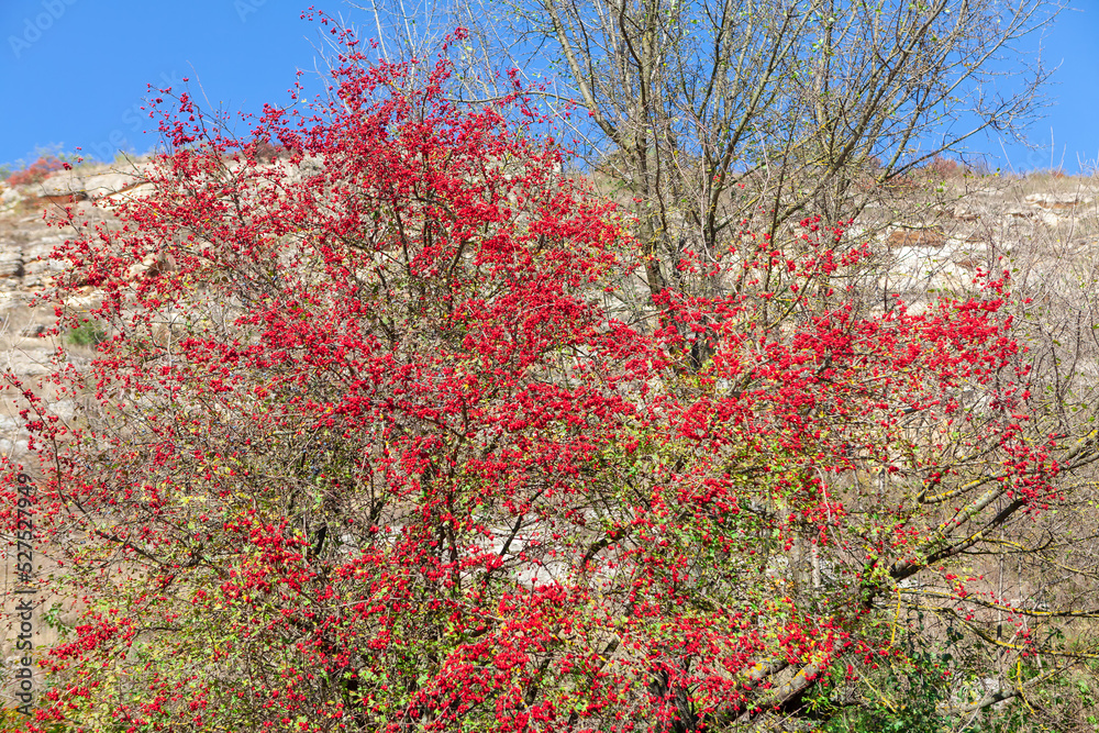 Tree with red berries . Autumn nature background Tree with red berries . Autumn nature background