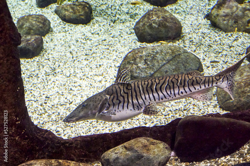 Pseudoplatystoma tigrovaya, a tiger catfish at the bottom of a reservoir among rocks