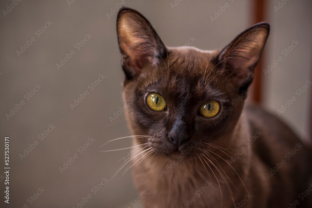 Burmese cat close-up at home. Portrait of a young beautiful brown cat.