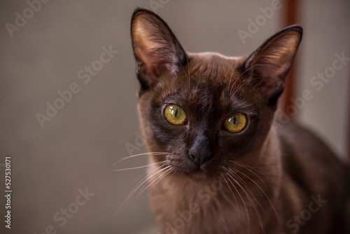 Burmese cat close-up at home. Portrait of a young beautiful brown cat.