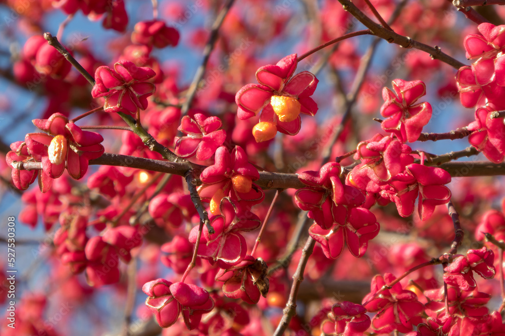 leuchtend rote Früchte des Spindelstrauches (Pfaffenhütchens) im Herbst gegen blauen Himmel bei Sonne leuchtend rote Früchte des Spindelstrauches (Pfaffenhütchens) im Herbst gegen blauen Himmel bei Sonne