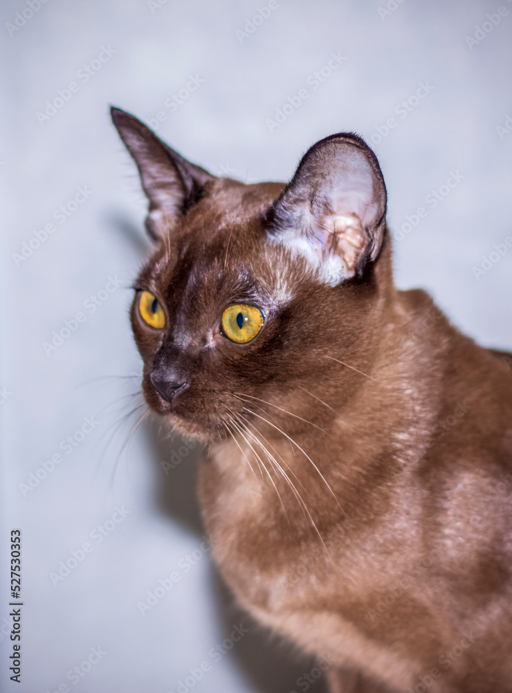 Burmese cat close-up at home. Portrait of a young beautiful brown cat.