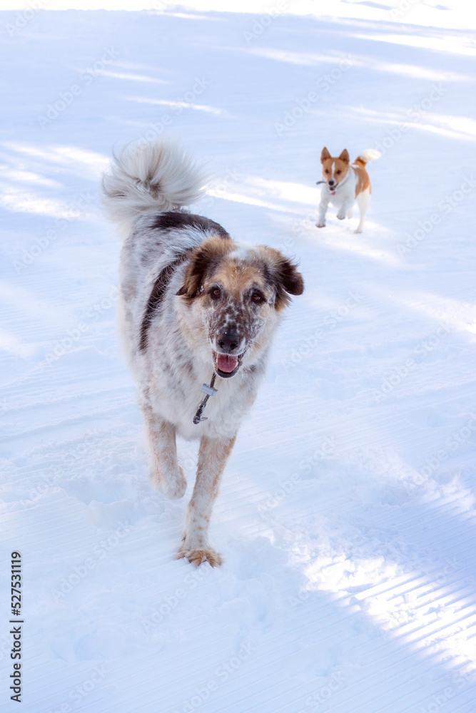 Big and small dogs playing, winter