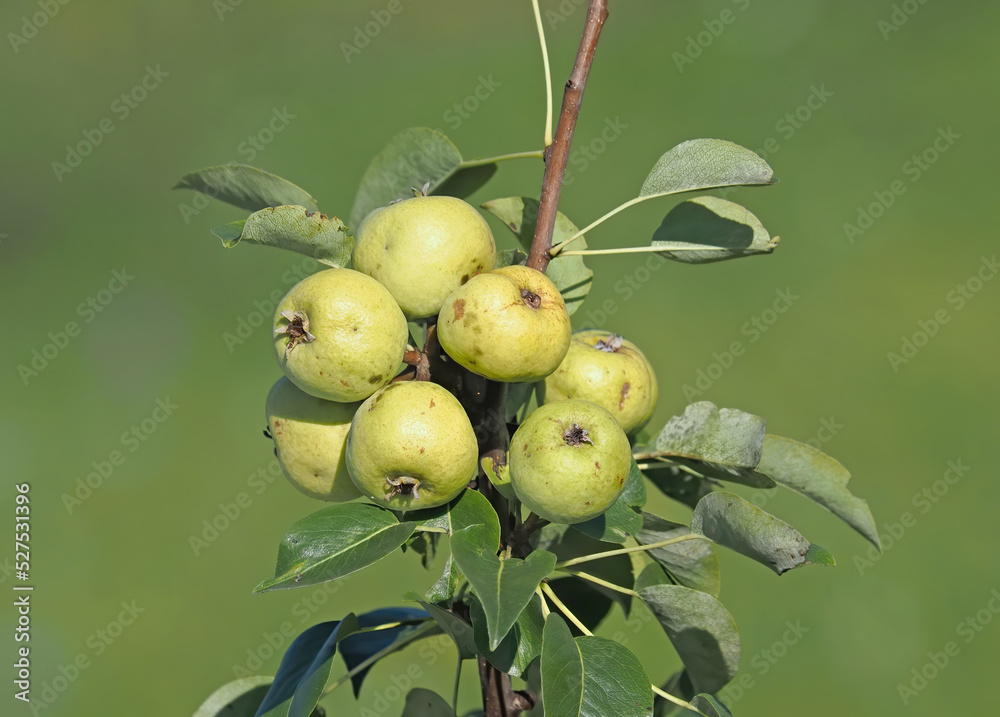 European wild pear branch with ripe fruits European wild pear branch with ripe fruits