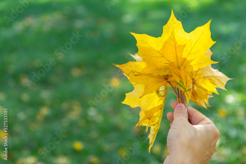 Bunch of autumn maple leaves in woman s hand.