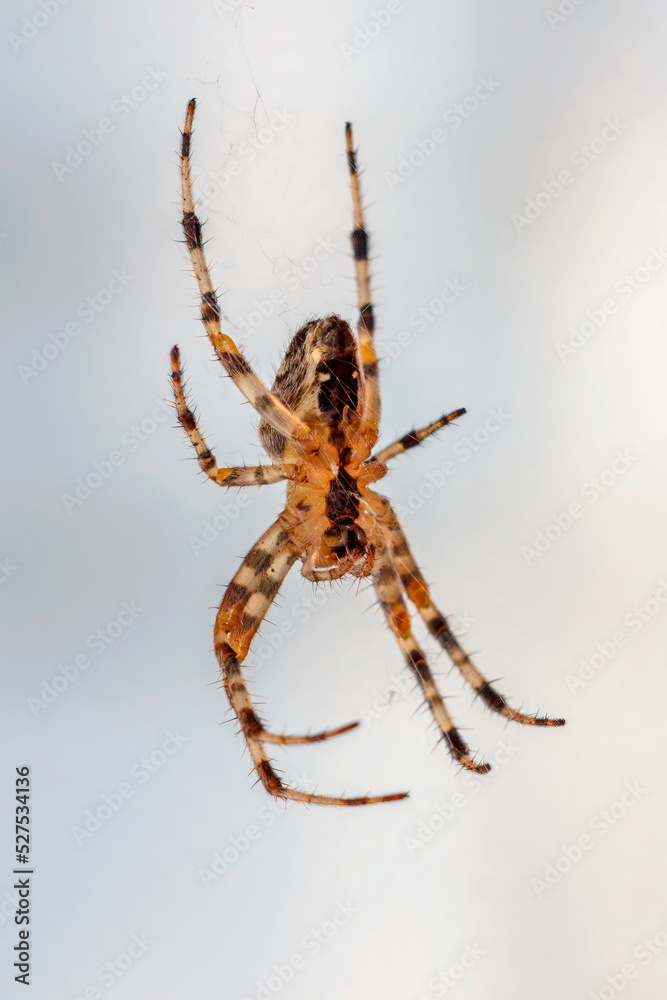 Spider on the web on white blurred background. Spider on the web on white blurred background.