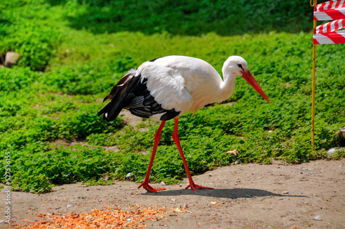 Zoo in Myslecinek quarter in Bydgoszcz, Kuyavian-Pomeranian Voivodeship, Poland. photo