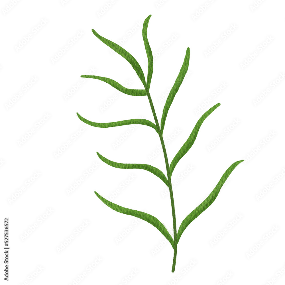 Cosmos flower leaves watercolor.