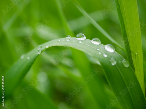 Grass close-up with dew drops