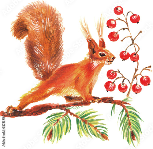  Watercolor colorful Christmas card with squirrel, red berries and branches tree. With transparent layer.