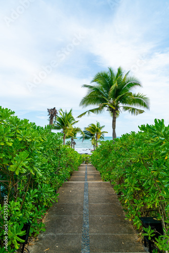 walk way with coconut palm tree and sea background