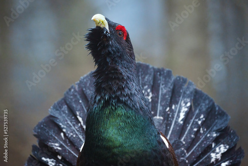 The western capercaillie is a heavy member of the grouse family and the largest of all extant grouse species