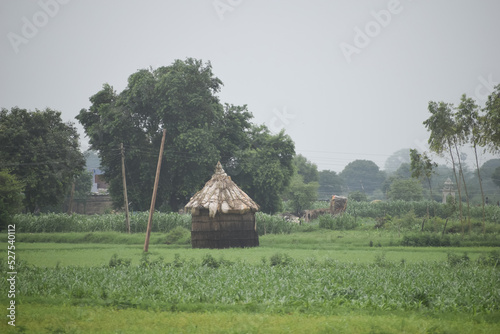 A hut in the middle of rice field