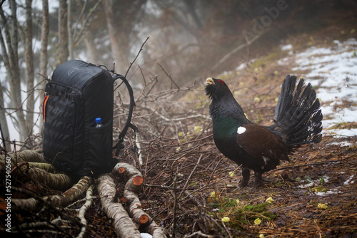 The western capercaillie is a heavy member of the grouse family and the largest of all extant grouse species